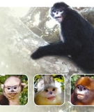 Snub-nosed monkeys