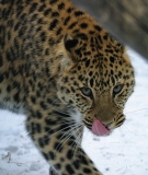 The Far Eastern, or Amur, Leopard