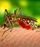 African reservoirs create perfect breeding grounds for malaria-carrying mosquitoes