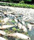 Dead fish in the Madeira River