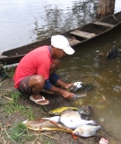Cleaning fish by the Xingu River