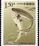 The Chinese sturgeon, not as popular as the panda, but still considered stamp-worthy