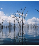 Dead trees in Balbina Reservoir
