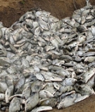Fish are dying at an alarming rate because of the Santo Antônio Dam.