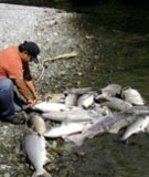 Low flows below dams killed thousands of salmon on the Klamath in 2002