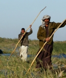 Ma'dan (Marsh Arabs) in the restored Iraqi Wetlands