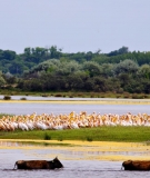 Pelicans in the Danube Delta, Romania