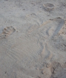 Riverbank tracks trace the Siamese crododile