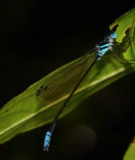 The rivers and wetlands of the Western Ghats support 174 species of dragonflies.