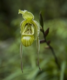 This tropical ladyslipper orchid only grows on limestone along streams at the base of the eastern Andes, in Ecuador and Peru.