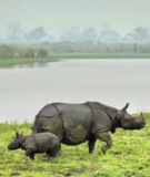 Biodiversity the world over is threatened by changes to rivers. These Great One-horned Rhinoceroses live in India's Kaziranga National Park, which is threatened by dams planned in the Brahmaputra River Basin.