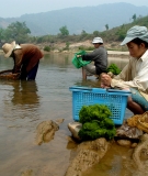 Women harvest kai on the Mekong.