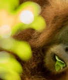 A new species of great ape – the Tapanuli orangutan – is down to just 800 individuals.