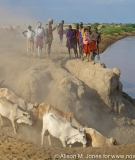 Herders lead their cattle to the Omo River to drink.