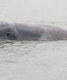 The Irrawaddy dolphin.