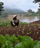Riverbank gardens sustain the livelihoods of farmers along the Nam Ou River. 