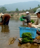 Kai algae collected from the Mekong River in Northern Thailand is in decline because of dams built upstream in Yunnan, China 