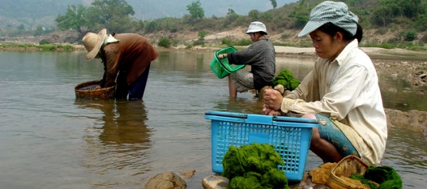 Kai algae collected from the Mekong River in Northern Thailand is in decline because of dams built upstream in Yunnan, China 