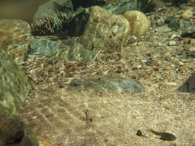 Underwater view of tadpole (foreground) and stonefly cases (at rear) in a small stream in Altos de Lircay, Chile.