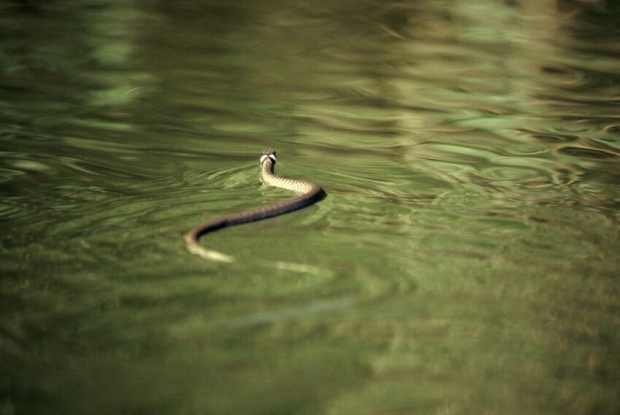 A water snake.