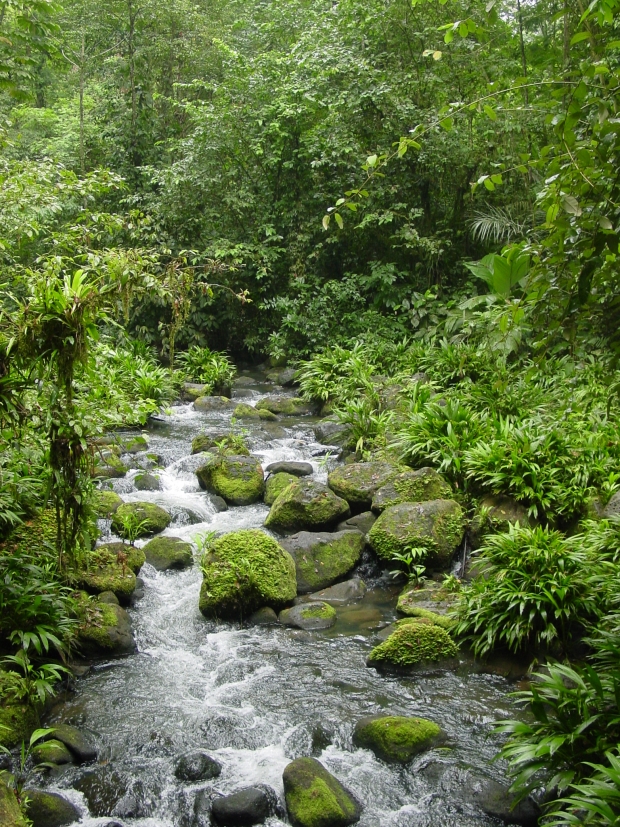 A small stream in La Selva Biological Reserve, Costa Rica.