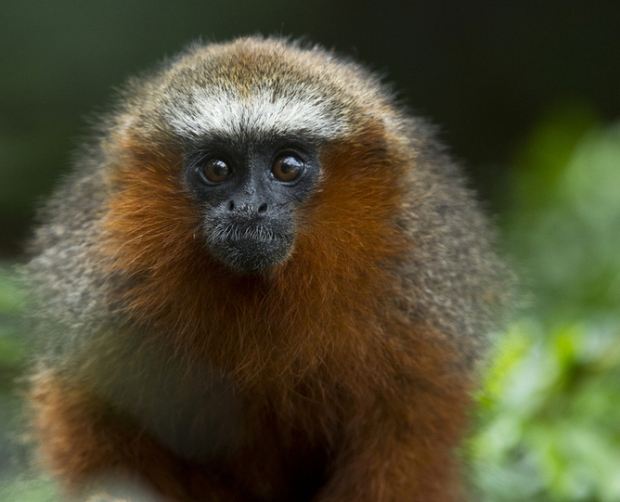 Red Titi Monkey from the western Amazon.