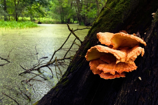 Mushrooms grow by the river.