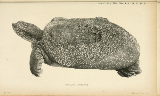 The Yangtze Giant Turtle, Oscaria swinhoei; now known as Rafetus swinhoei. 