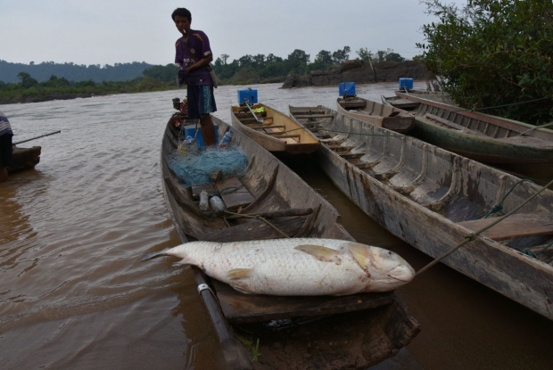 Fishery in the Mekong River could be affected by the navigation project
