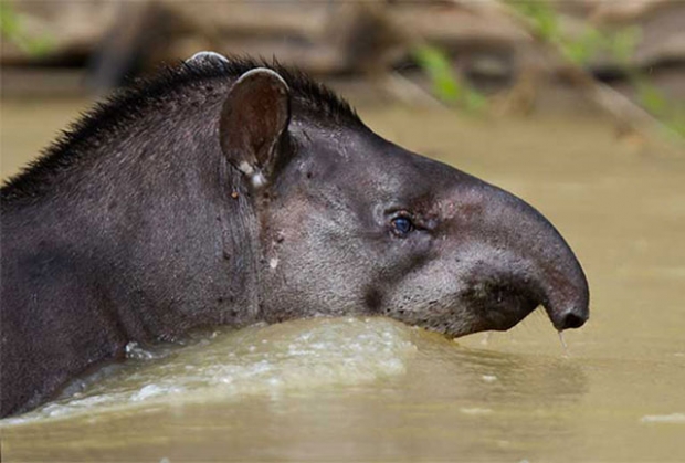 A lowland tapir (Tapirus terrestris) swimming across a river. This is just one of many threatened species in the Tapajós region, a vast area recognized as one the Amazon's eight areas of biological endemism. 