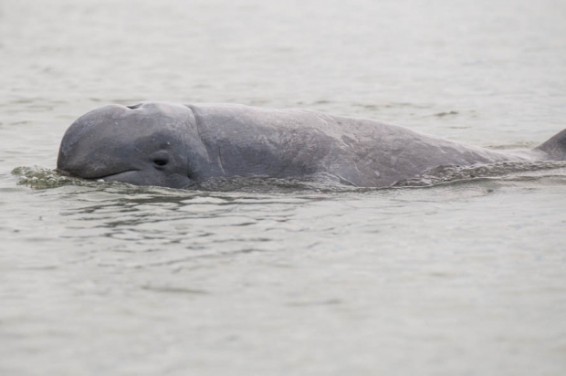 The Irrawaddy dolphin.