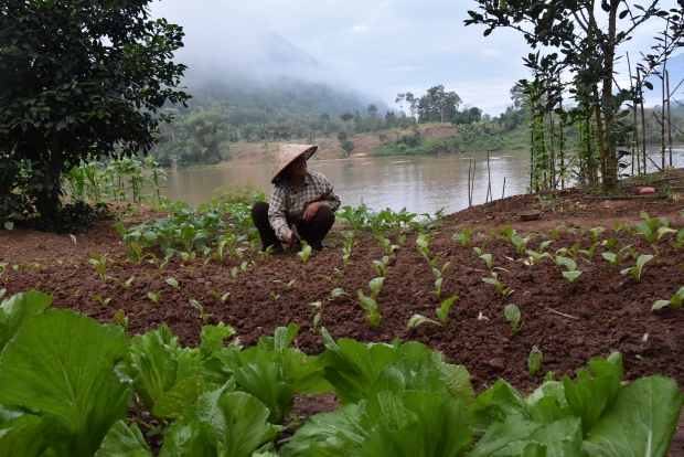 Riverbank gardens sustain the livelihoods of farmers along the Nam Ou River. 