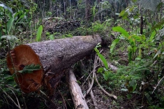 Illegal logging in the the Jamanxim National Forest