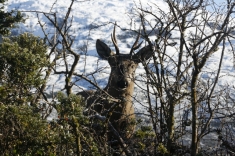 The Endangered Huemul Watches to See if Piñera Can Deliver on His Green Potential