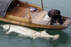 A dead sturgeon is found in the Yangtze River