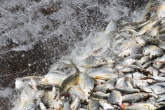 Fish Migration Season in Siphandone