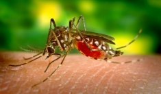 African reservoirs create perfect breeding grounds for malaria-carrying mosquitoes