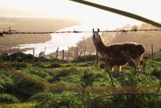 Llama in Llolleo, San Antonia, Chile.