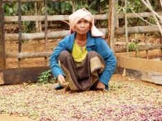 In the resettlement zone, a meagre income is earned by harvesting coffee