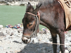 Yangtze River Pony