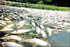 Fish Killed by Santo Antonio Dam Construction