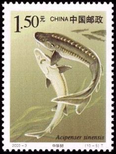 The Chinese sturgeon, not as popular as the panda, but still considered stamp-worthy