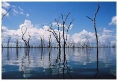 Dead trees in Balbina Reservoir
