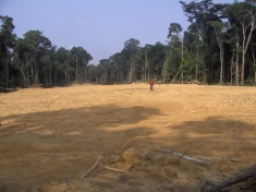 Deforestation in Ivindo National Park