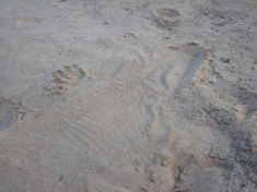Riverbank tracks trace the Siamese crododile
