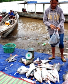A fish market at Nakasang, Southern Laos, where the Mekong fishers sell their fish.