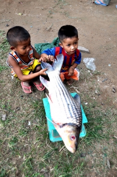 Pla Earn, a fish that has disappeared in the Upper Mekong but can still be found in Southern Laos