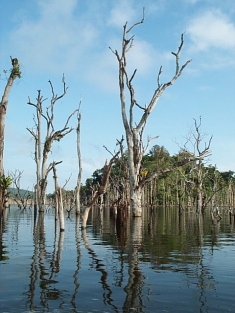 Dead trees in the Petit Saut reservoir, French Guiana