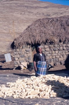 Basotho woman with maize crop