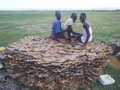 Fishermen and their dried catch, Lake Turkana